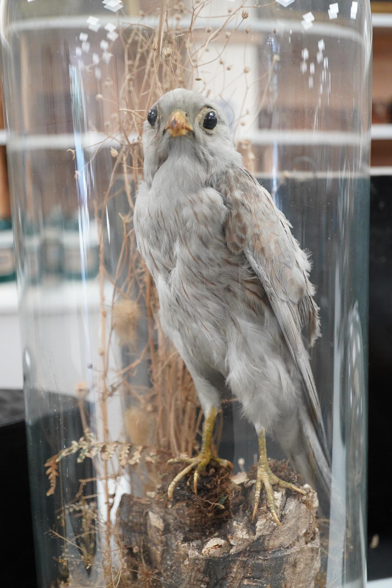 An early 20th century taxidermy kestrel under a glass dome, 56cm high